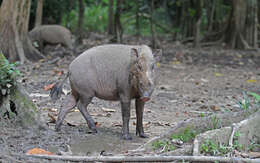 Image of Bearded Pig