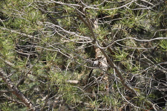 صورة Aegithalos caudatus tauricus (Menzbier 1903)