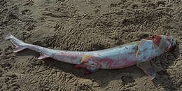 Image of Common Smoothhound