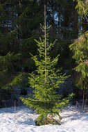 Image of Siberian Fir