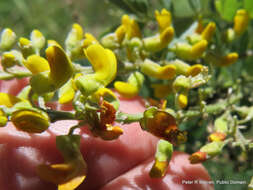 Imagem de Calpurnia sericea Harv.