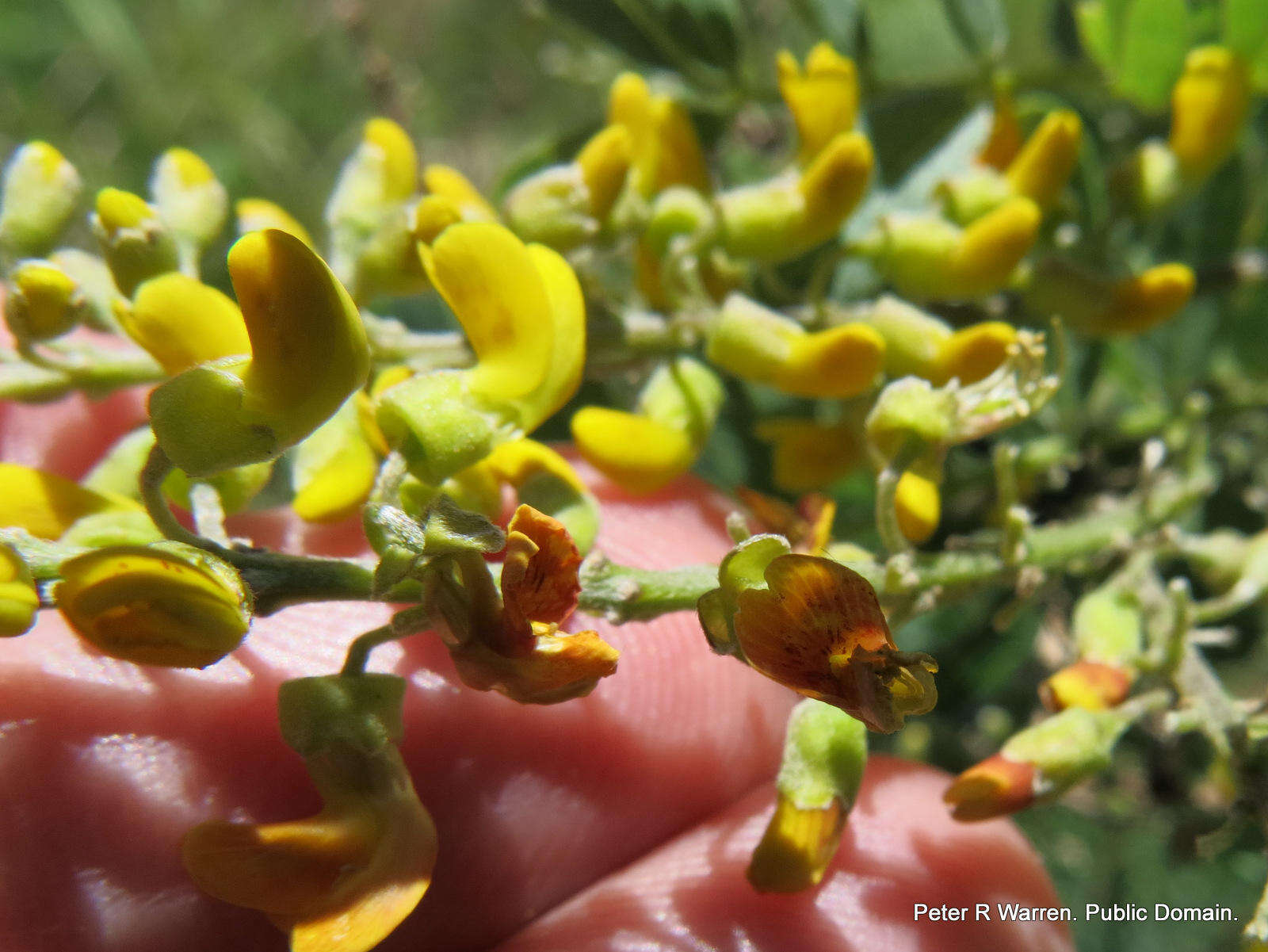 صورة Calpurnia sericea Harv.