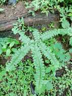 Image of Adiantum patens Willd.