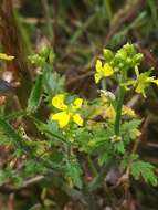 Image of white mustard