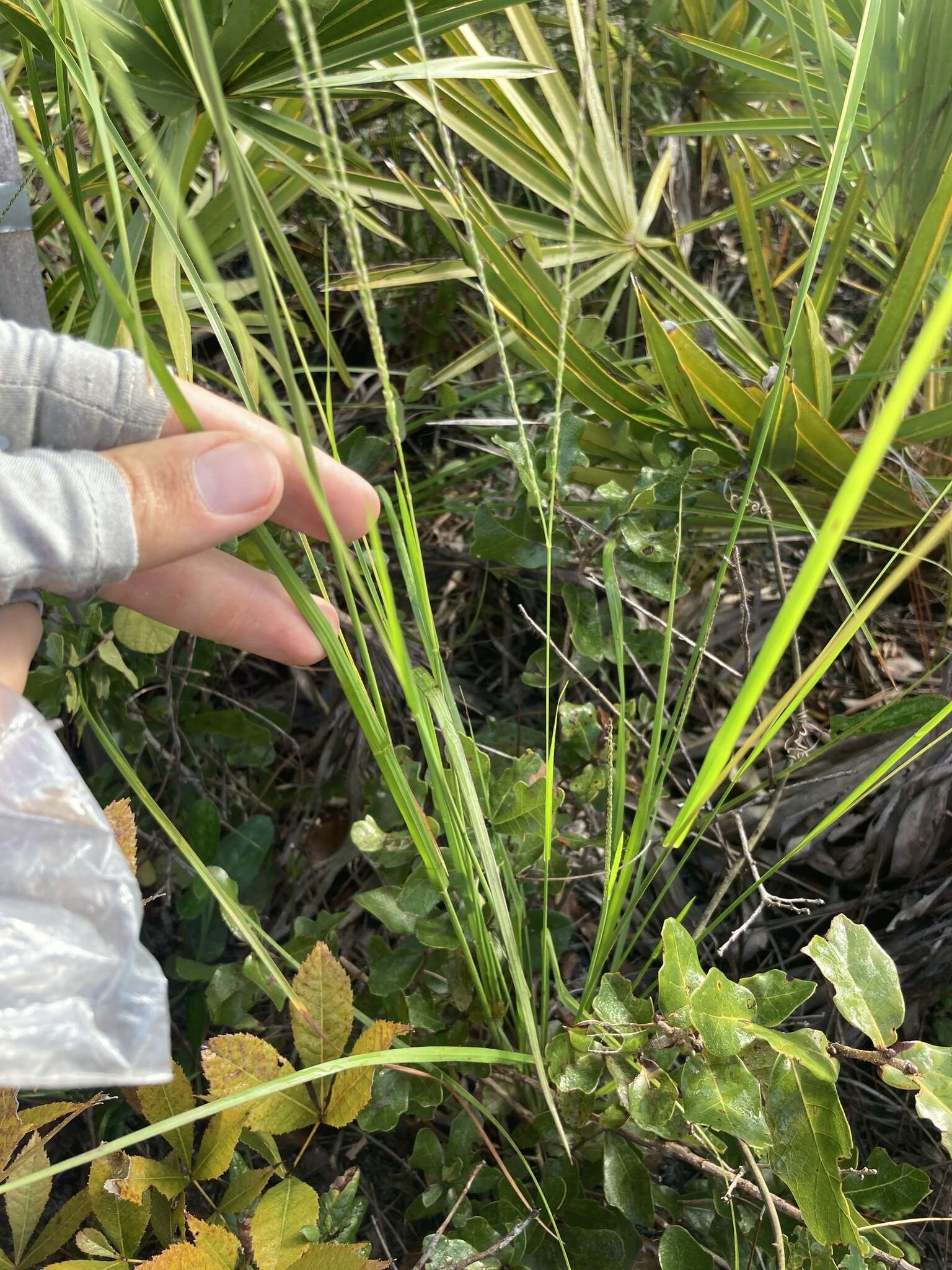 Image of Caribbean crabgrass