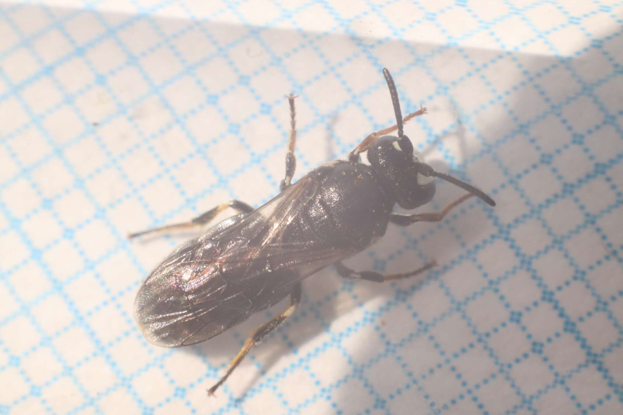 Image of Hylaeus nigritus (Fabricius 1798)