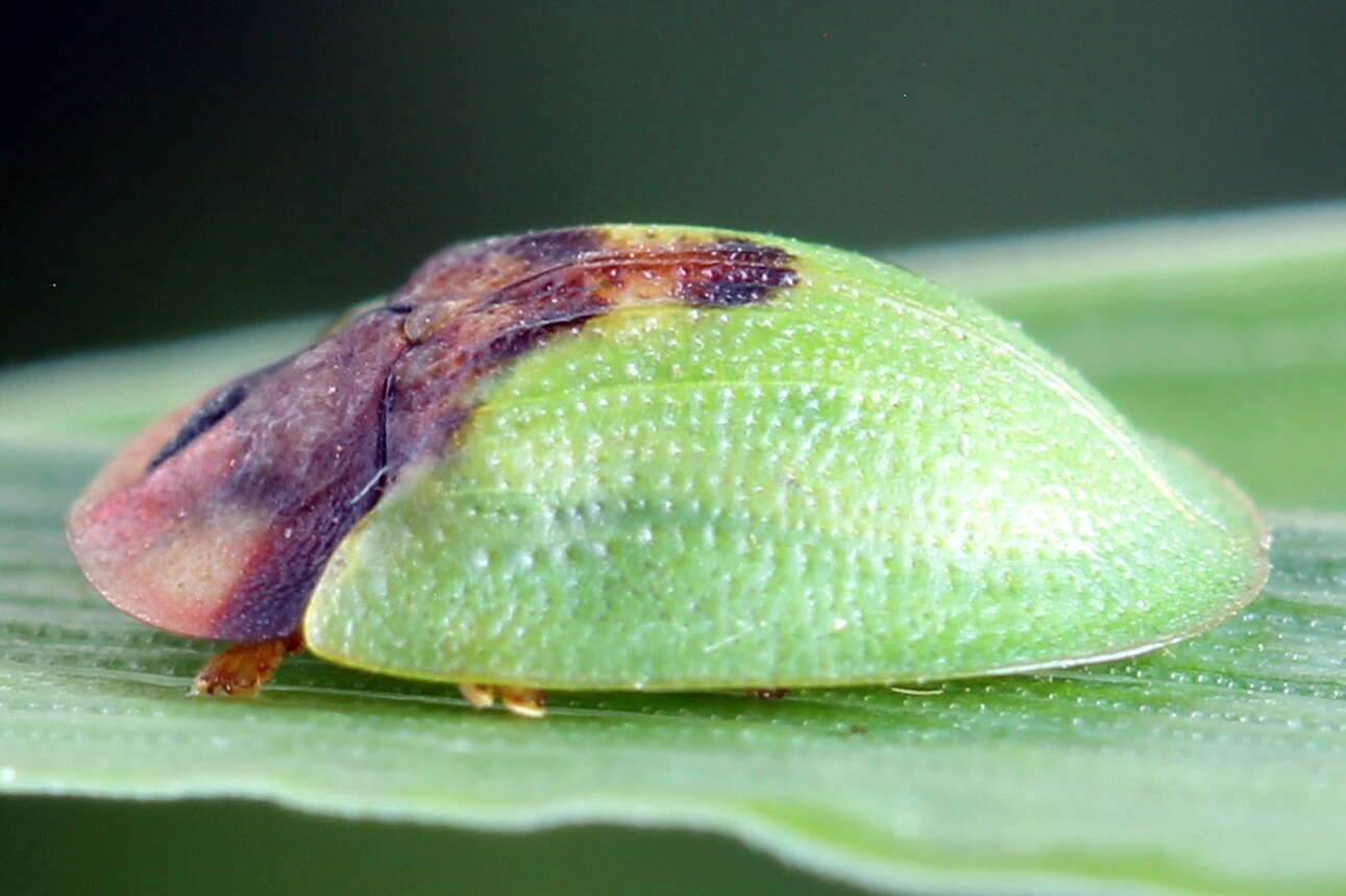 Image de Cassida (Cassida) panzeri Weise 1907