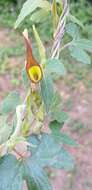 Image de Aristolochia pentandra Jacq.