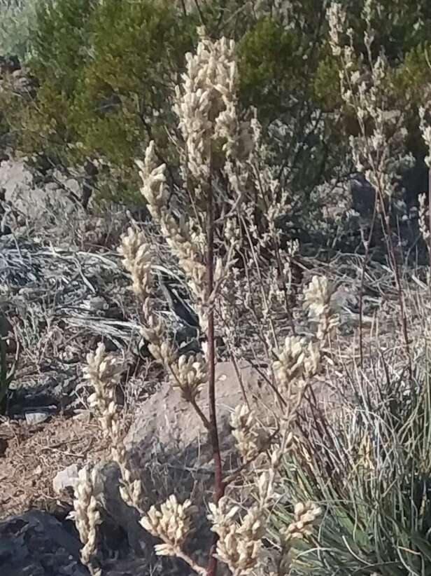 Image of Texas false agave