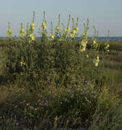 Image of Alcea rugosa Alef.