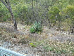 Plancia ëd Agave sisalana Perrine