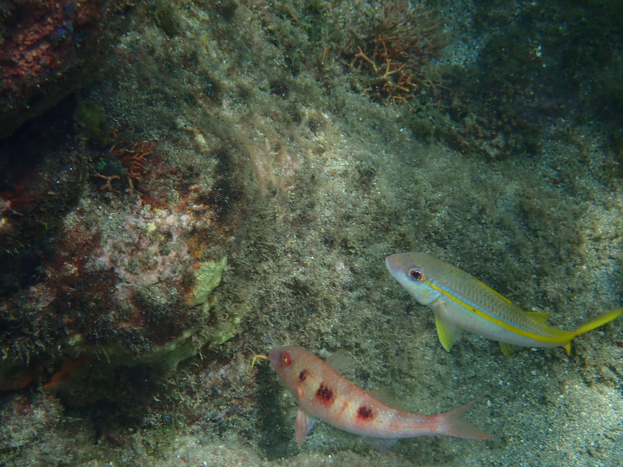 Image of Goatfish