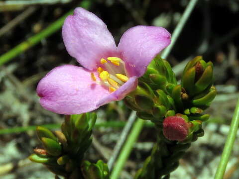 Image of Greater mountain carnation