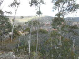 Imagem de Eucalyptus oreades F. Müll. ex R. T. Baker