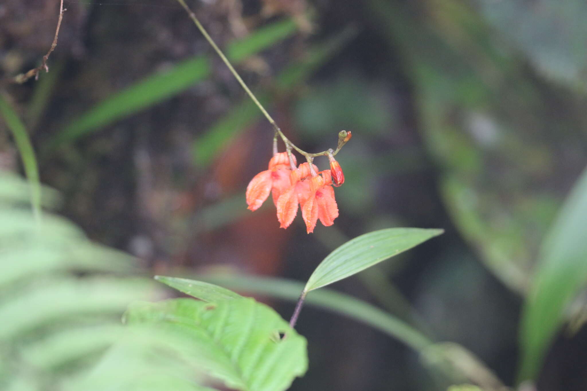 Imagem de Porroglossum eduardi (Rchb. fil.) H. R. Sweet