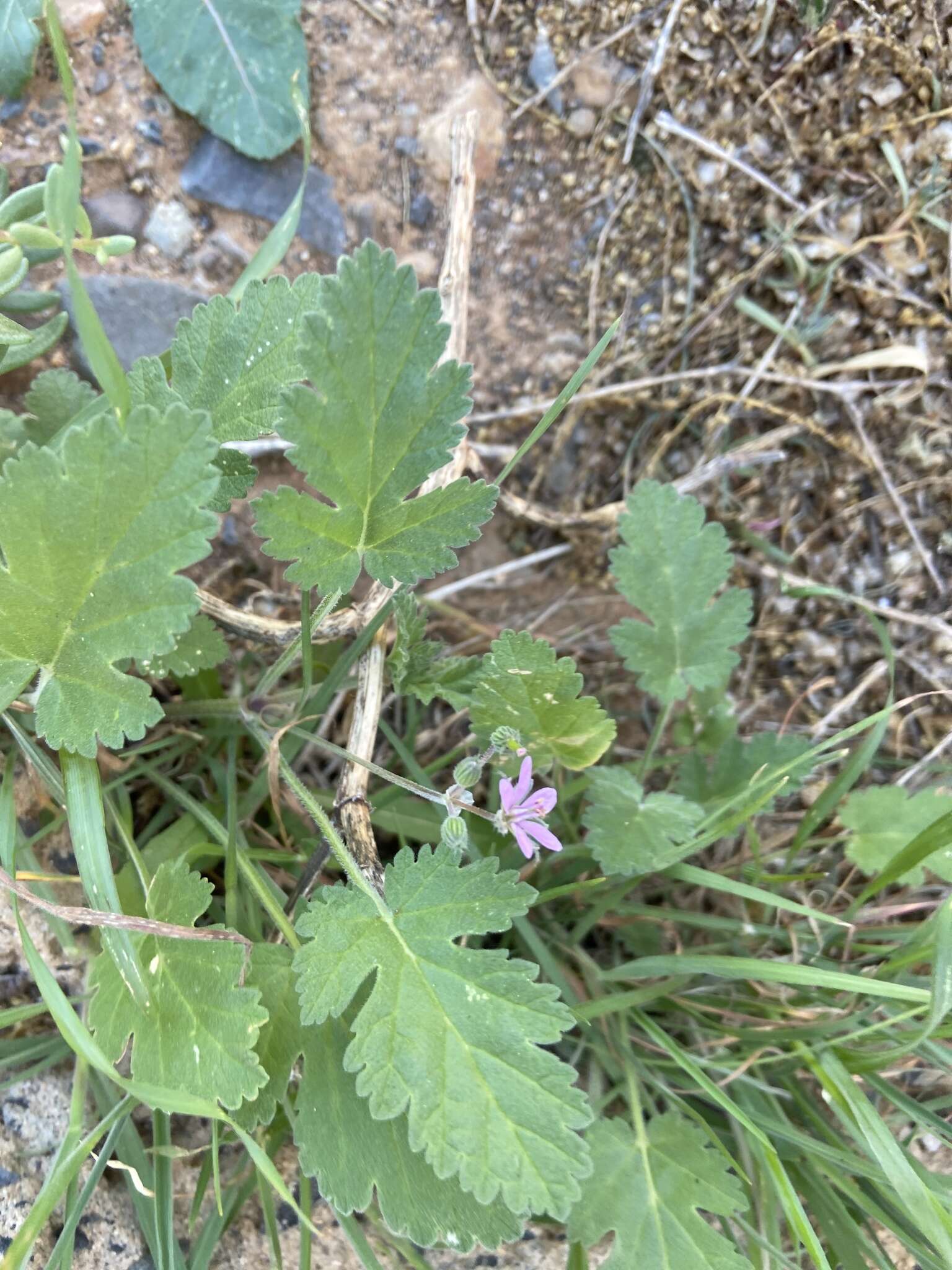 Image of Erodium neuradifolium Del. ex Godr.