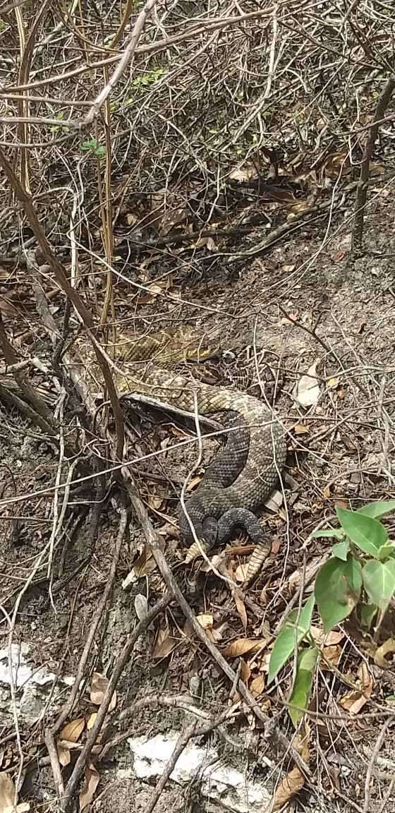 Image of Crotalus molossus oaxacus Gloyd 1948