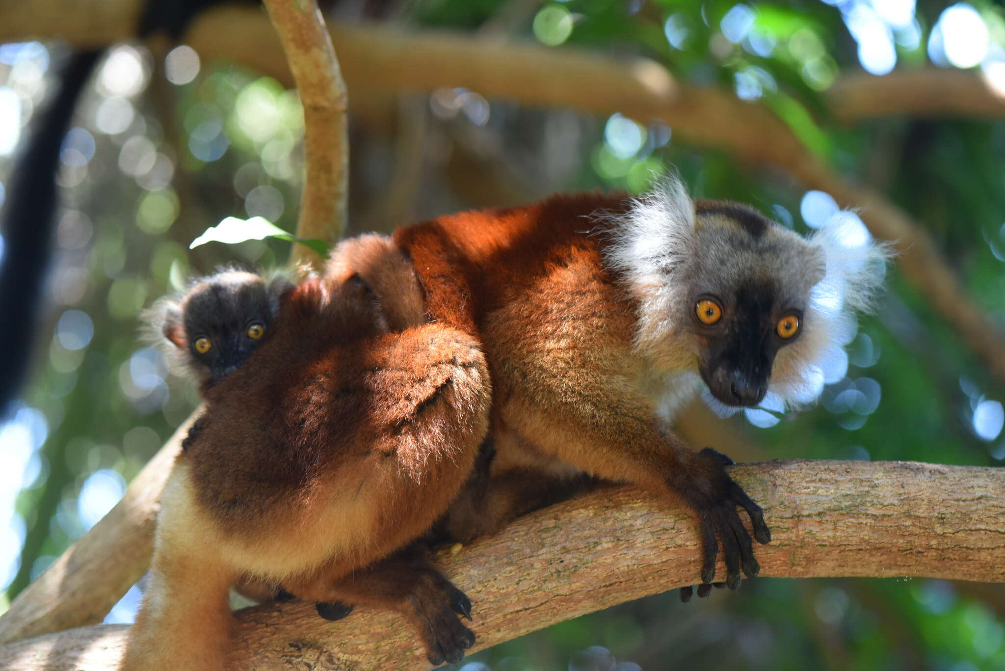 Image of Black Lemur