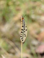 Image of Myrmeleon erythrocephalus Leach 1814