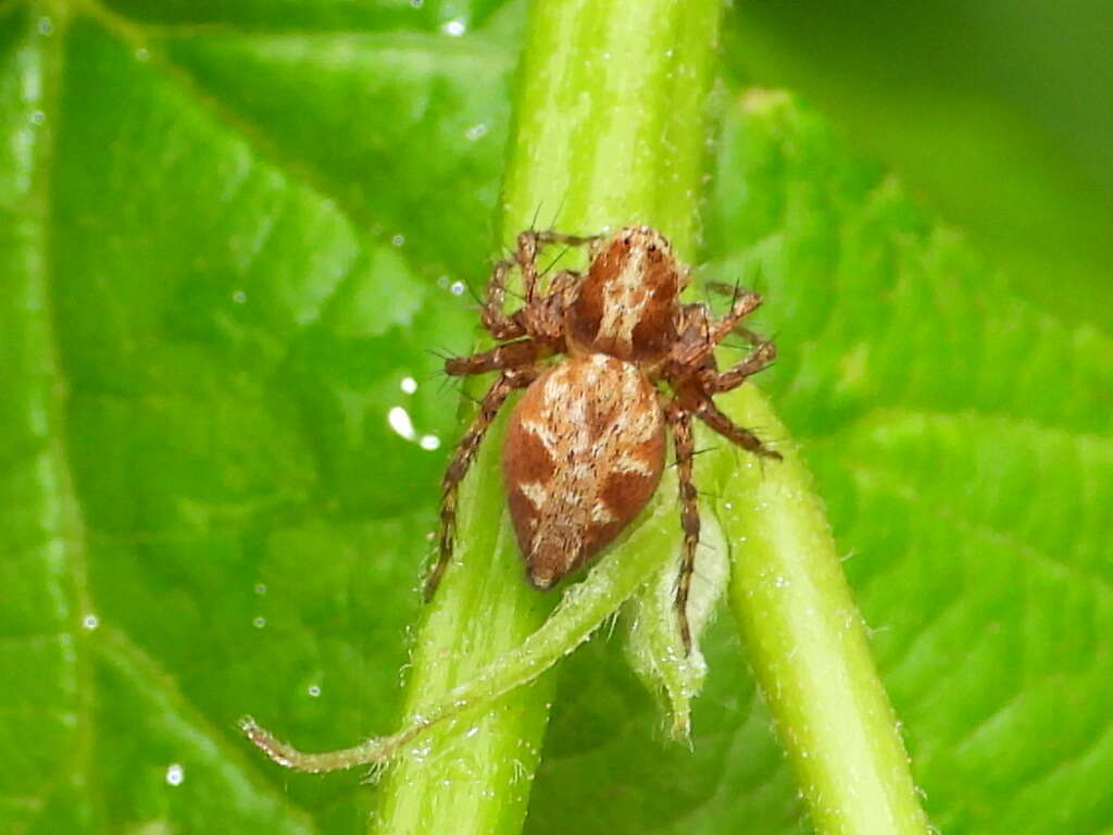 Image of Oxyopes ramosus (Martini & Goeze 1778)