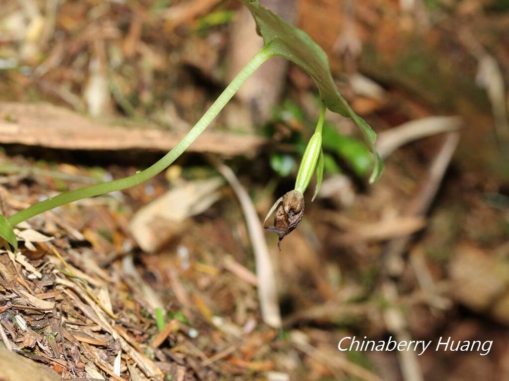 Image of Cypripedium debile Rchb. fil.