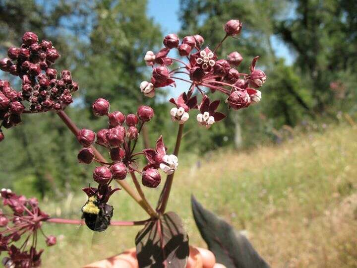 Imagem de Asclepias cordifolia (Benth.) Jepson