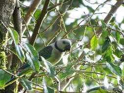 Image of Blue-winged Parakeet