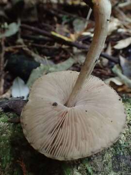 Image de Pluteus readiarum G. Stev. 1962