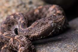 Image of Slender Hognose Viper