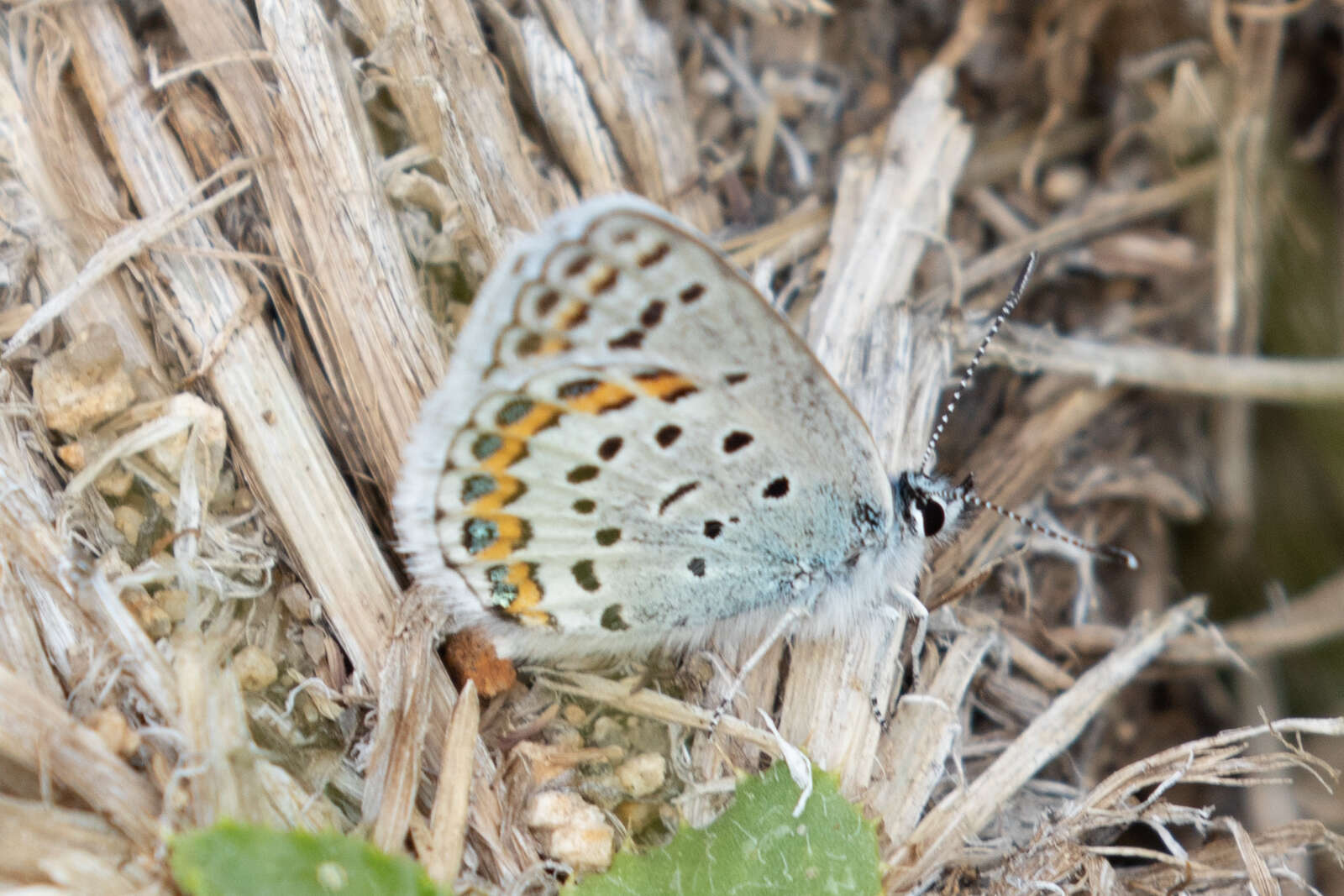 Image of <i>Plebejus fridayi</i>