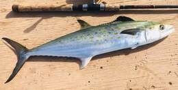 Image of Atlantic Spanish Mackerel