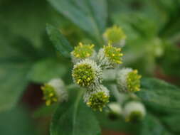 Image of Dichrocephala integrifolia (L. fil.) O. Kuntze