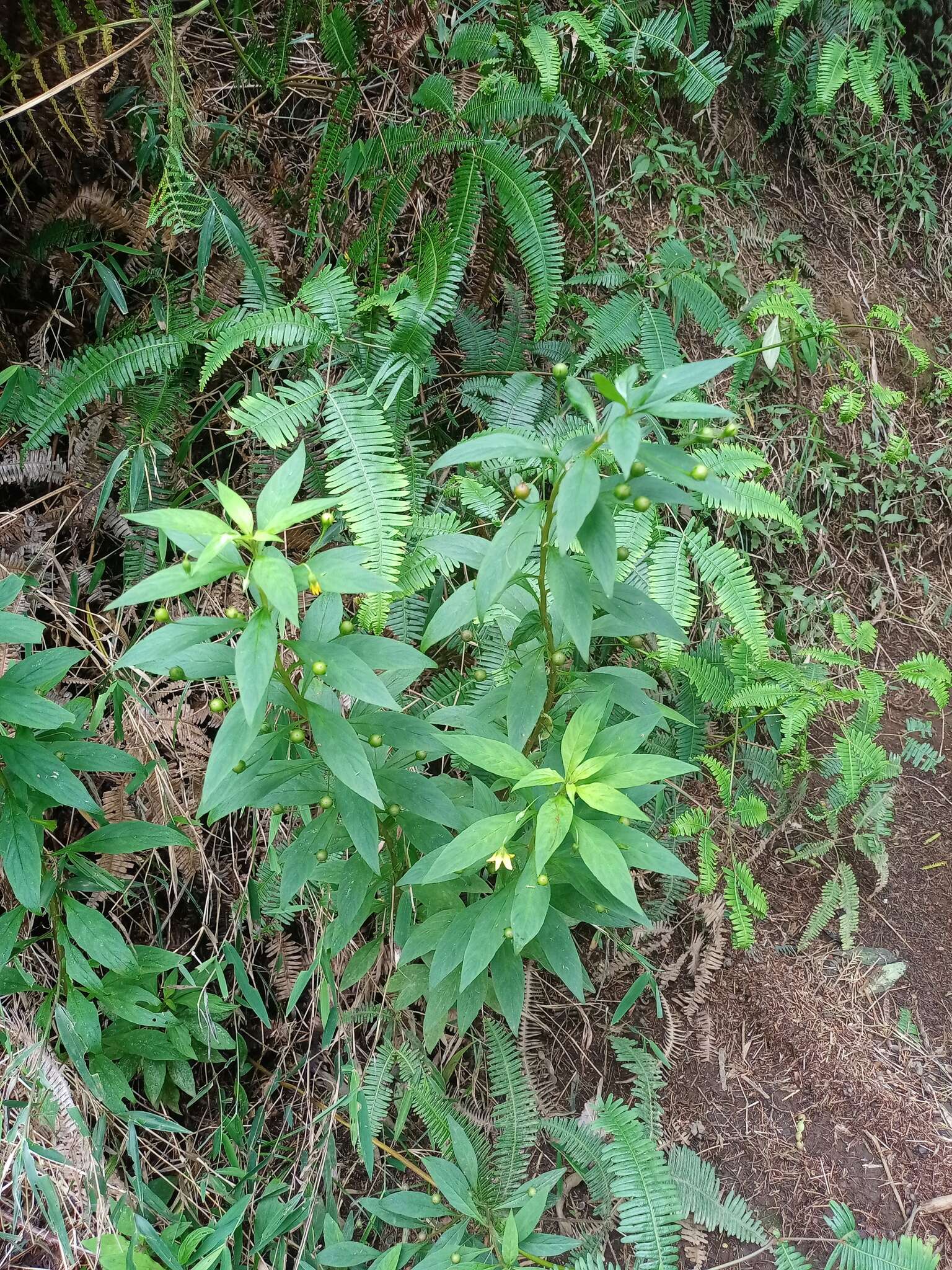 Image of Lysimachia laxa Baudo