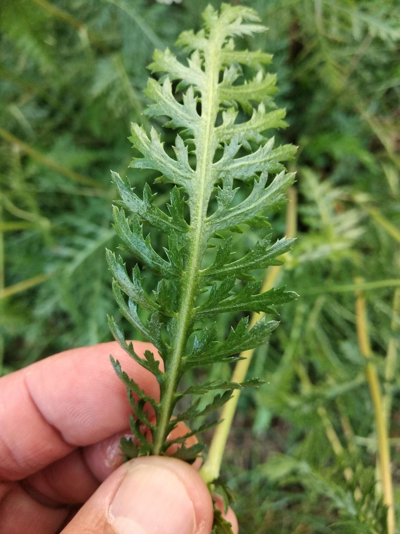 Image of Achillea inundata Kondrat.