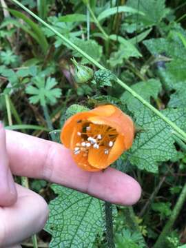 Image of Nasa grandiflora (Lam.) Weigend