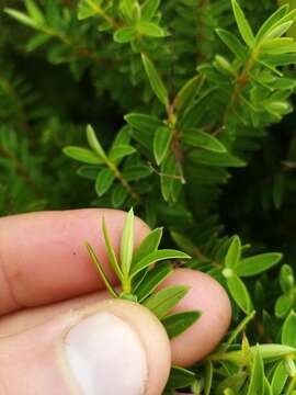 Sivun Veronica diosmifolia R. Cunn. kuva