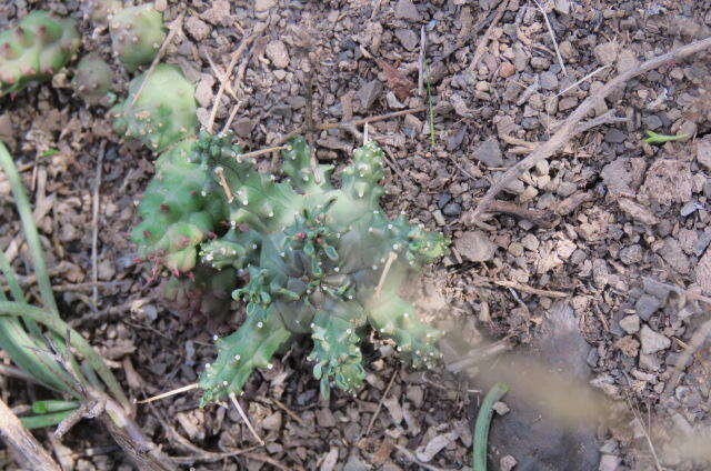 Image of Euphorbia arida N. E. Br.