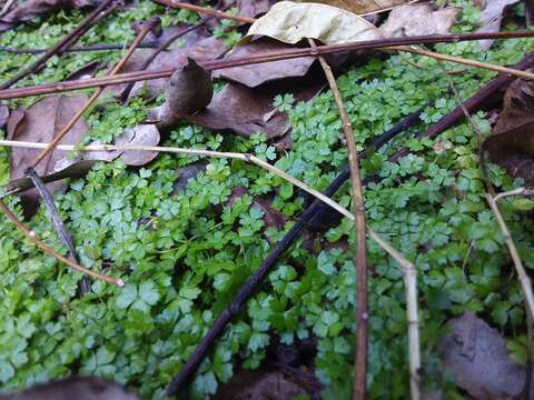 Image of Australian hydrocotyle