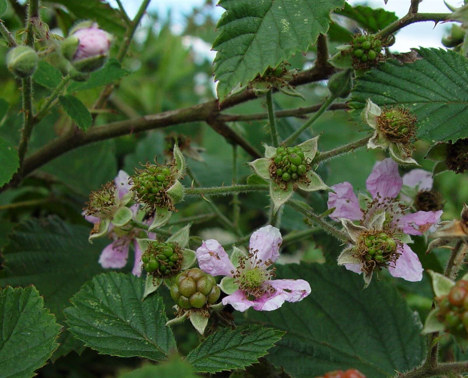 Image of Rubus sprengelii Weihe