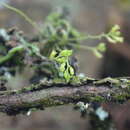Image of Taeniophyllum glandulosum Blume