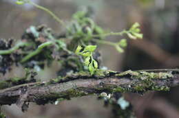 Image of Taeniophyllum glandulosum Blume