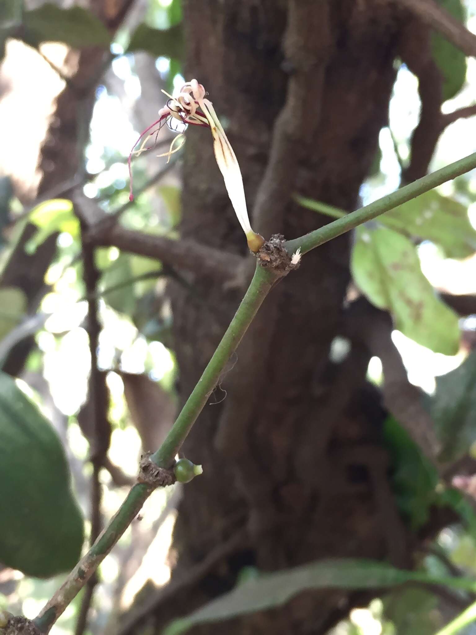 Image of Helicanthes elasticus (Desr.) Danser