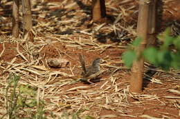 Image of Brown Prinia