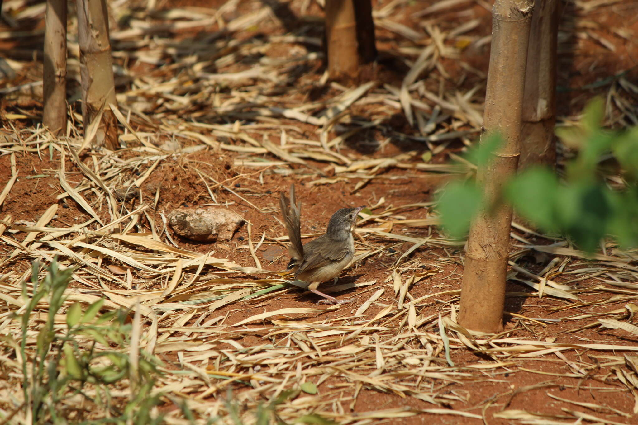 Image of Brown Prinia