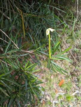 Image of Serpentine Hill raintree