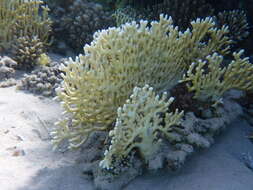 Image of Fire coral