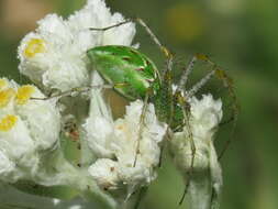 Imagem de Peucetia