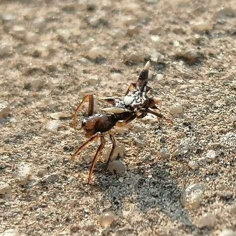 Image of Micrathena evansi Chickering 1960