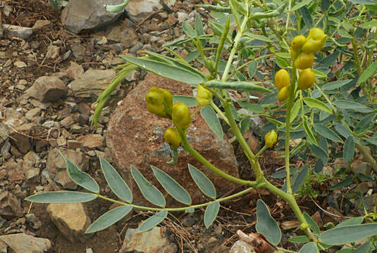 Image of Alexandrian senna