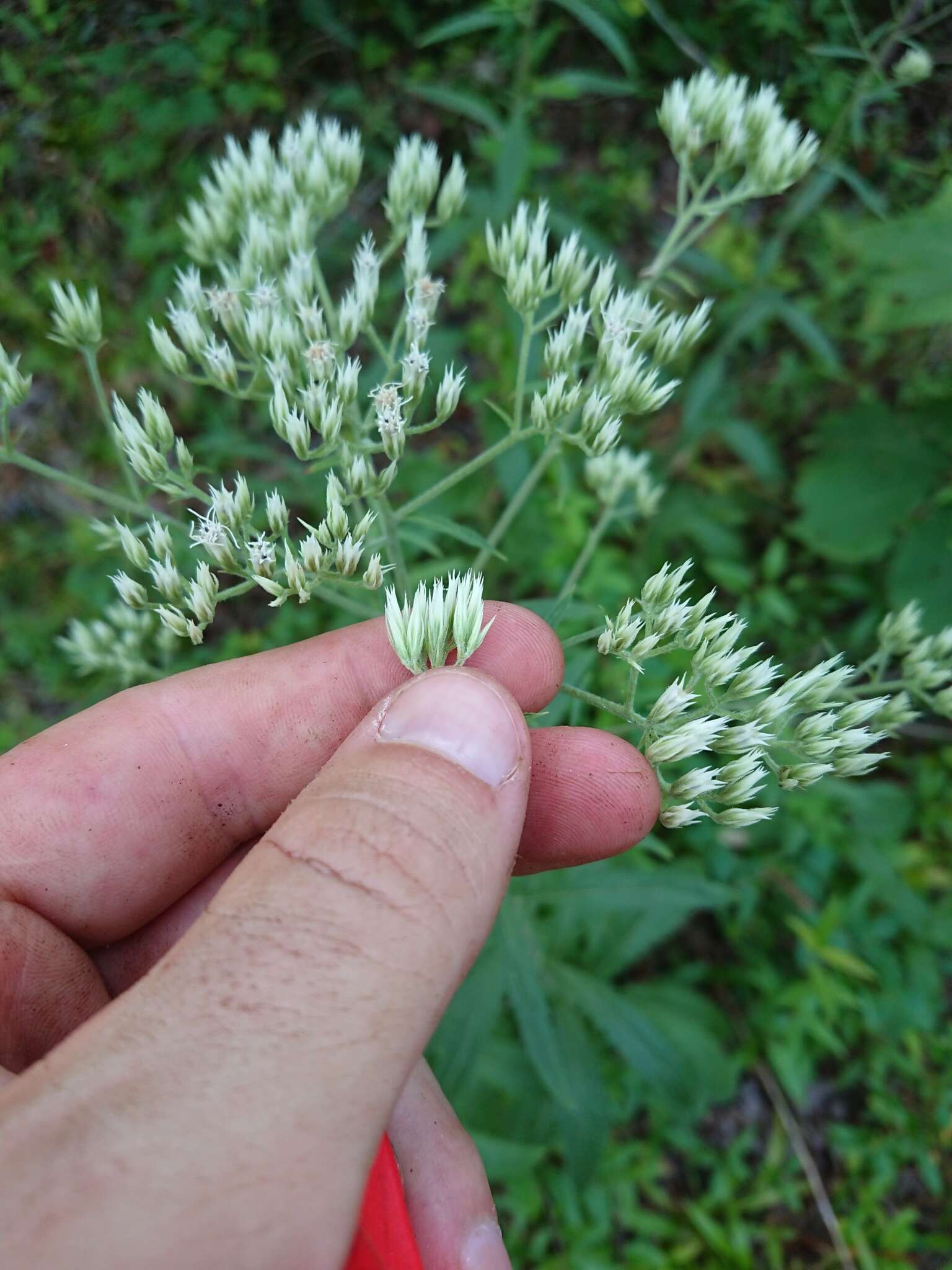 Image of Eupatorium petaloideum Britt.